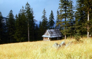 Sierpień'79. Golias.